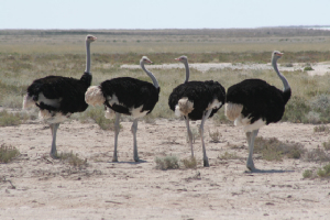 namibia_ostritch1.jpg