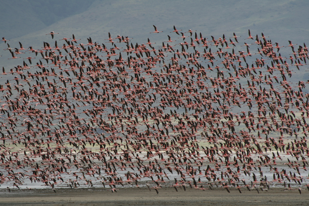 Flamingos.jpg