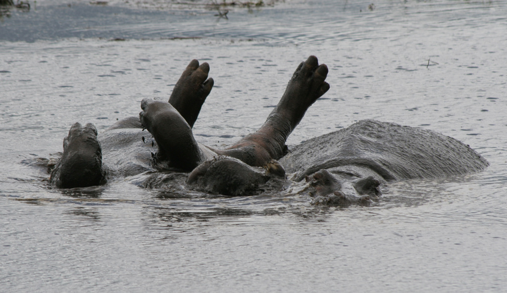 Hippo-rollover.jpg