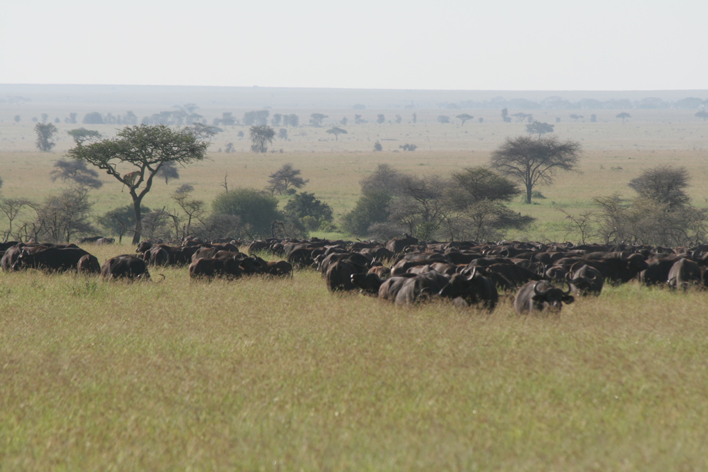 Lions-chased-by-buffalo.jpg