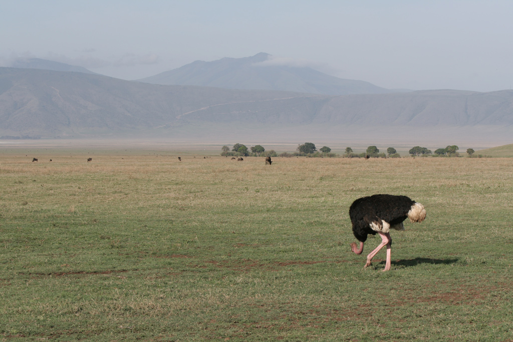 Ostritch-in-crater.jpg