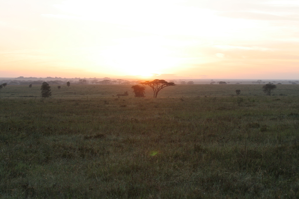 Sunrise-on-the-Serengeti.jpg