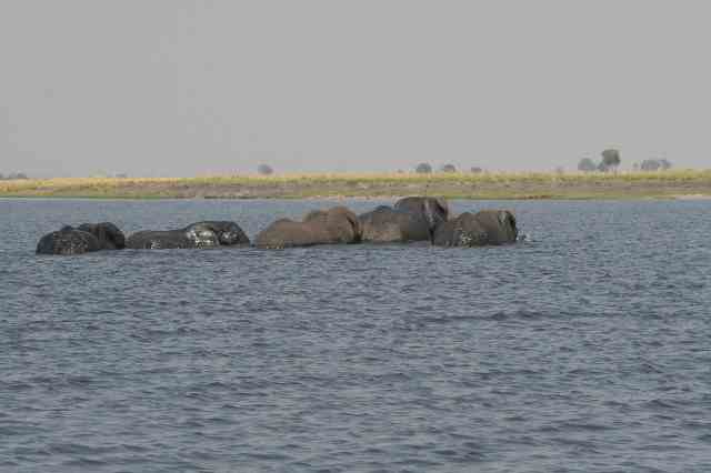 oct-06_elephant_crossing_chobe_05.jpg