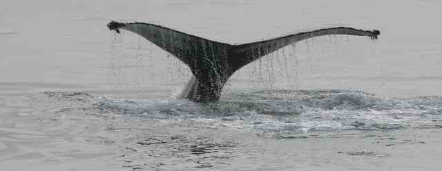 whale2.jpg